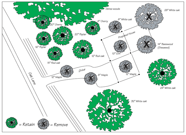 Illustration of a simple tree protection plan