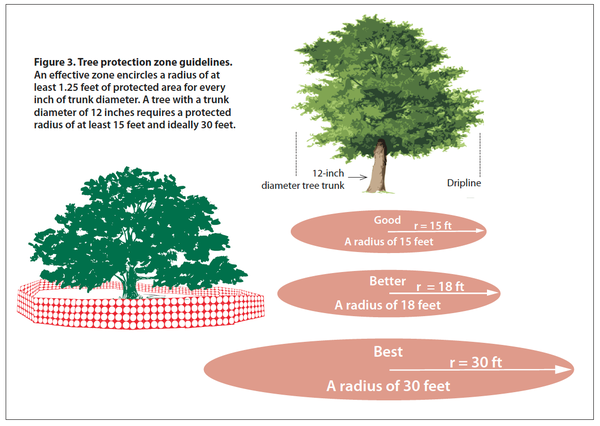Illustration of tree protection radius