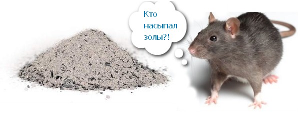 Как избавиться от крыс и мышей в курятнике народными способами
