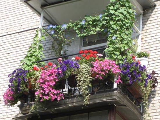 Как создать прекрасный сад на балконе, фото № 15