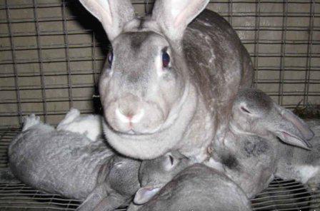 размеры маточника для кроликов крупных пород