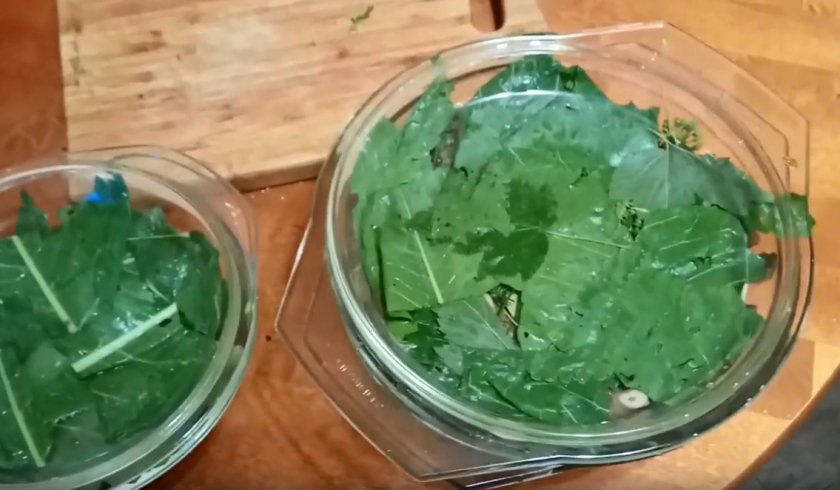 Грибы горькушки