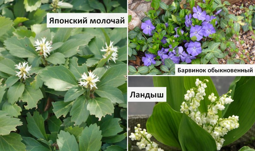 Ратсения для ландшафтного дизафна