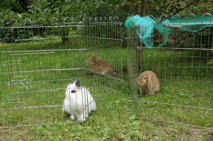 Содержание кроликов в вольерах