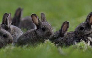 Как определить пол кролика