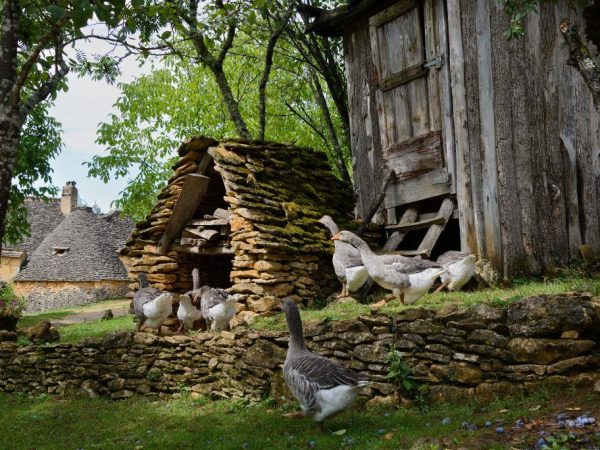 Гусятник своими руками