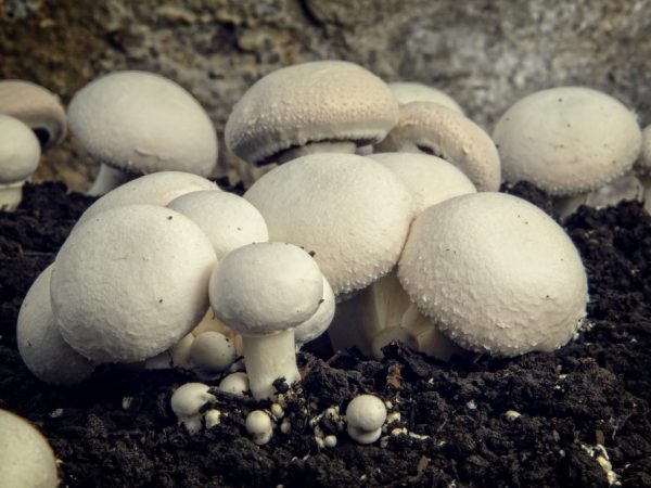Урожайность грибов зависит от качества почвы
