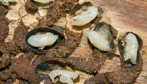 личинки жука короеда в древесине 
