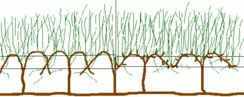 Схема излишне уплотненной виноградной лозы с затемнением значительного количества веток растения