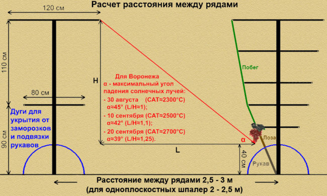 Схема расчёта расстояния между соседними рядами виноградных шпалер