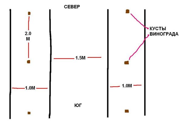 оптимальная схема посадки саженцев винограда на двухплосткостной шпалере