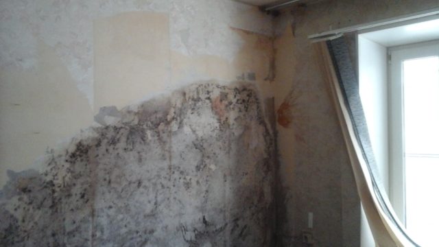 Черная плесень под обоями, на стене или после ремонта: что делать, как избавиться и чем обработать