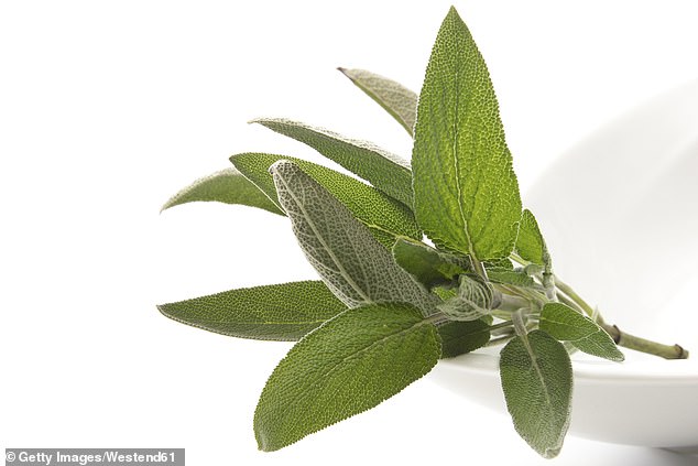 Inhaling a bunch of fresh sage has been shown to help ease your levels of stress. It is also said to be very good at whitening teeth