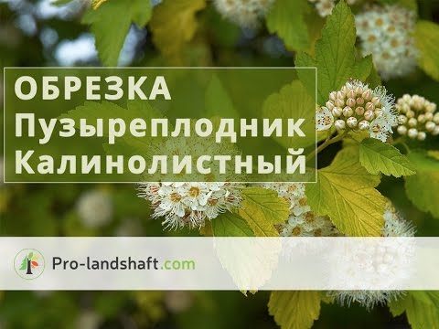 осенняя обрезка пузыреплодника