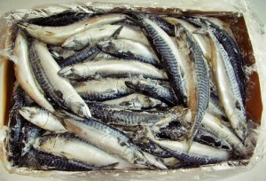 внешний вид коробки мороженой скимбрии 25 кг.