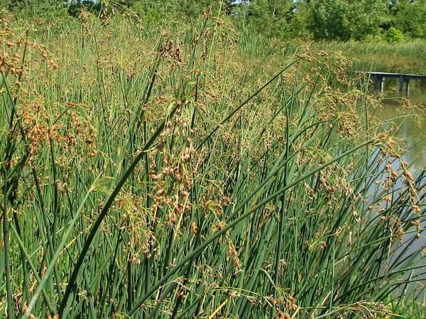 Камыш озерный, фото с сайта swamp.osu.edu