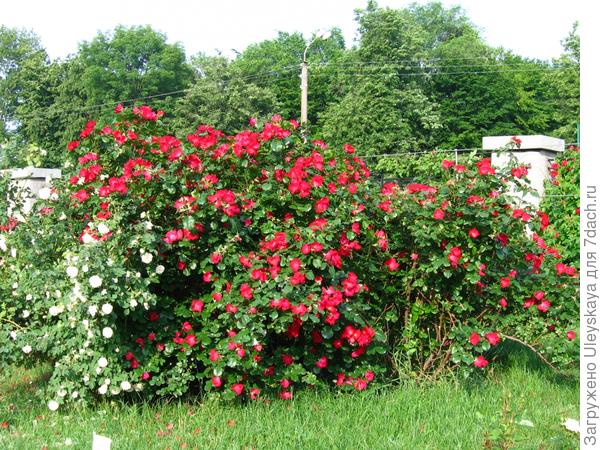 Красивоцветущая живая изгородь из роз