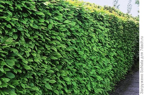 Граб обыкновенный (Carpinus betulus)