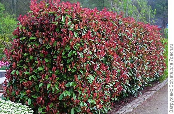 Фотиния (Photinia)