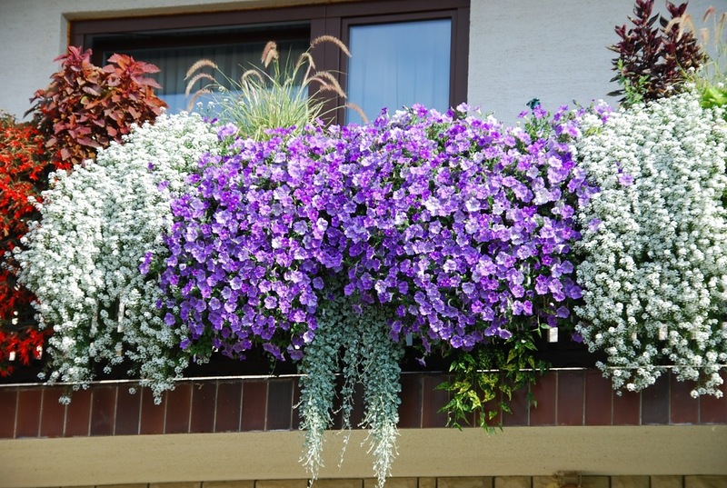 Цветник на балконе - бело-фиолетовые цвета