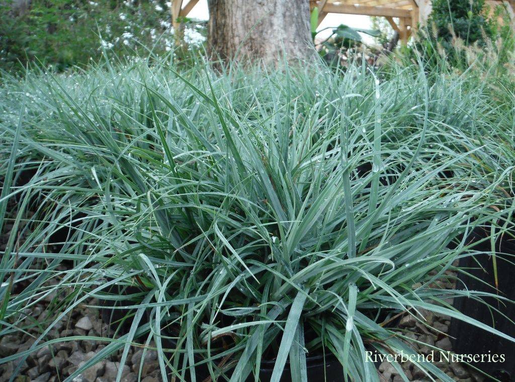 Осока повислая (Carex flacca) 