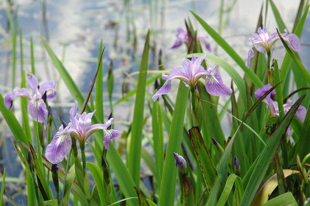 Ирис разноцветный (Iris versicolor) 