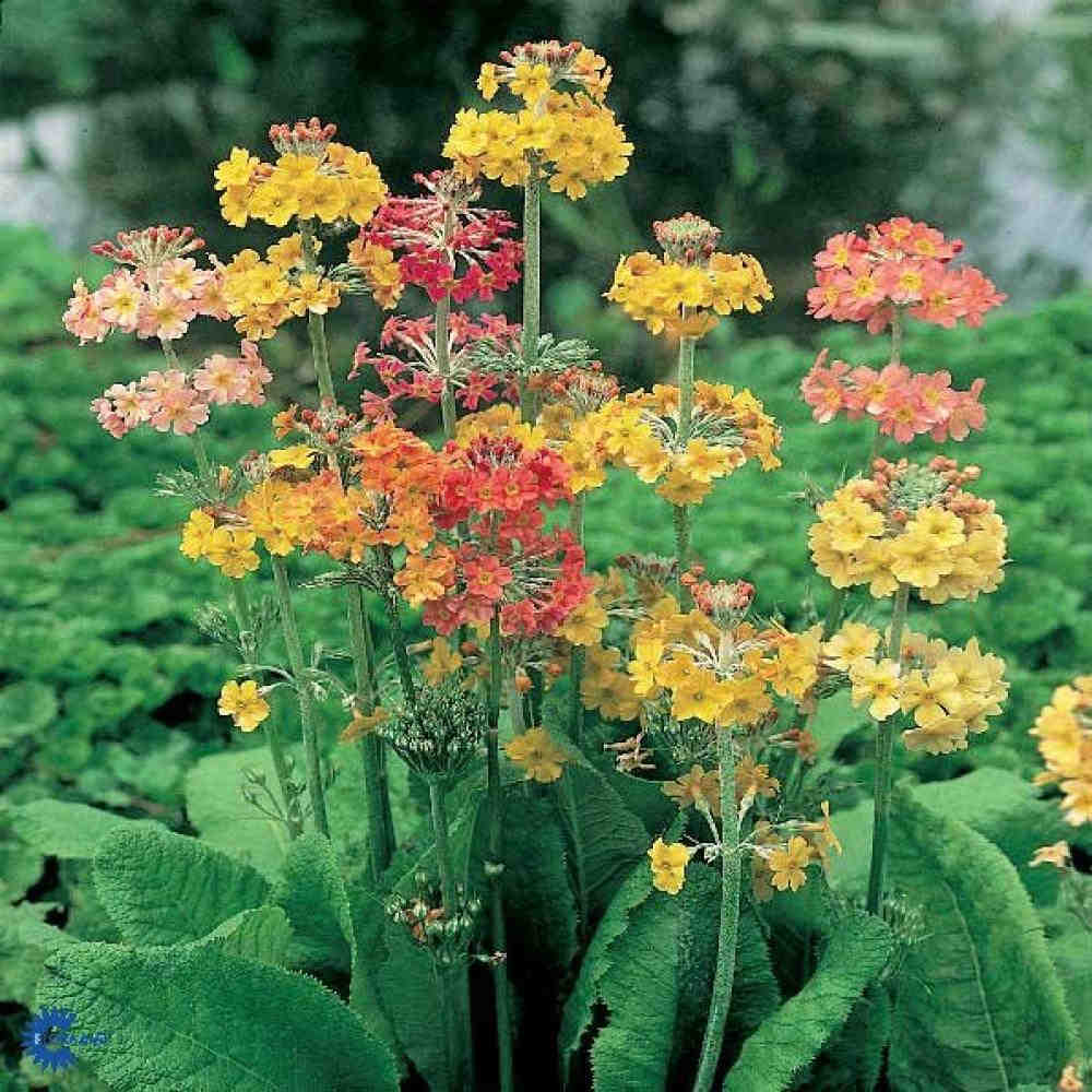 Примула каскадная Буллея (Primula bullesiana) 