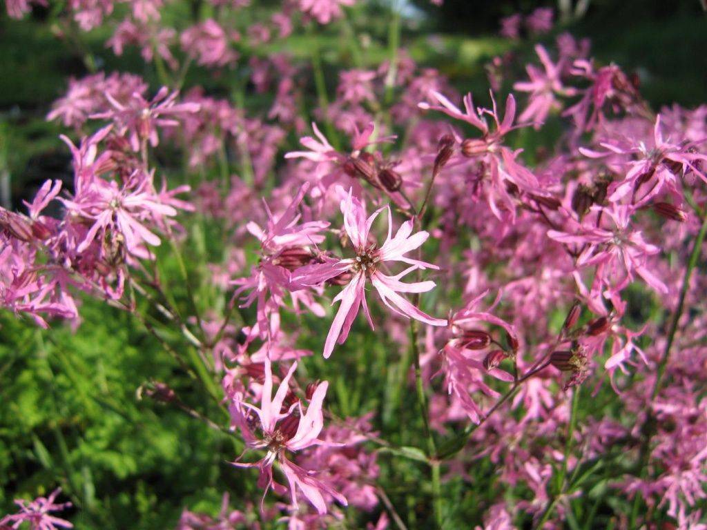 Лихнис, или кукушкин цвет (Lychnis flos-cuculi) 