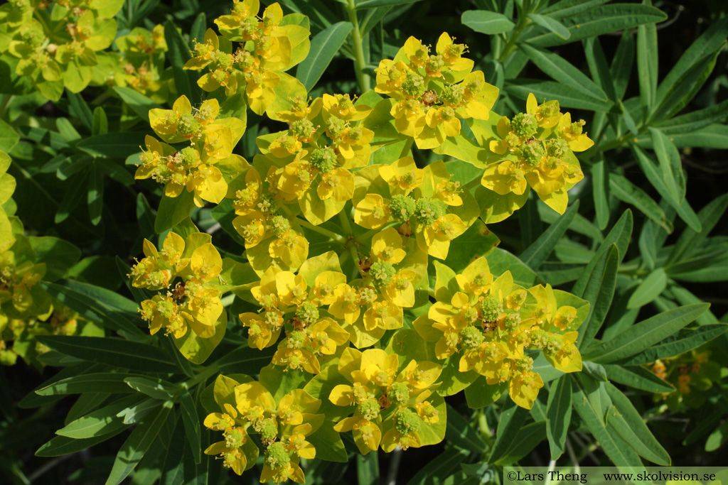 Молочай болотный (Euphorbia palustris) 