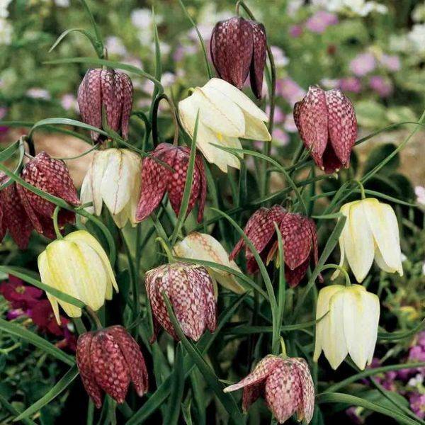 Рябчик шахматный (Fritillaria meleagris) 