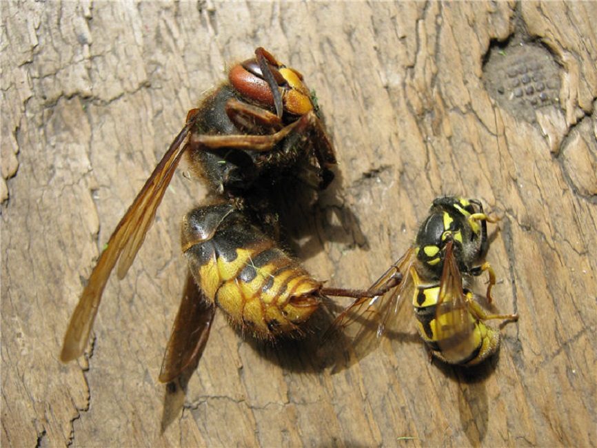 Сравнение размеров шершня и обыкновенной бумажной осы
