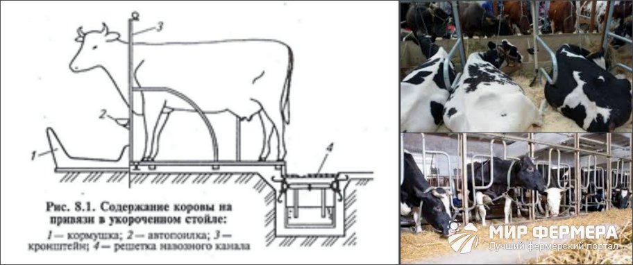 Коровник на 5 коров схема размеры для частного хозяйство