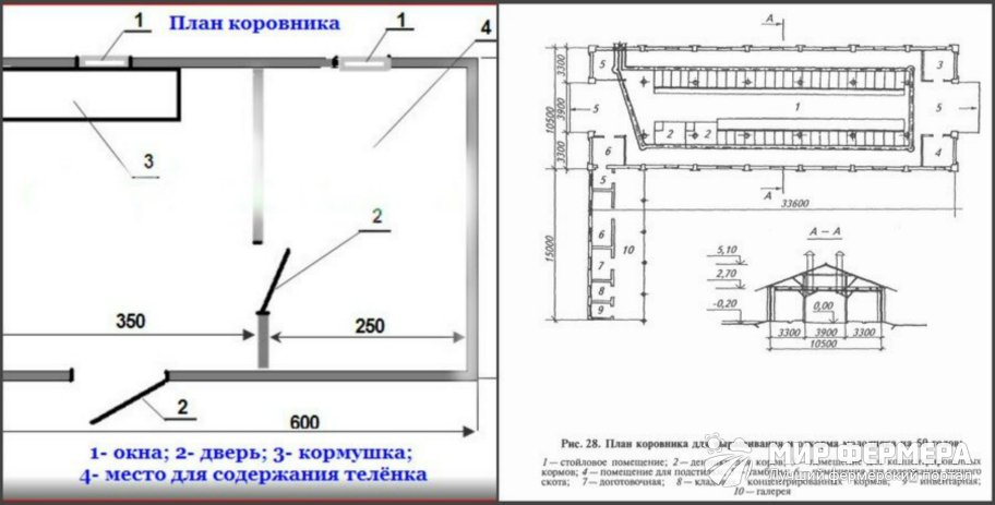 Коровник на 50 голов