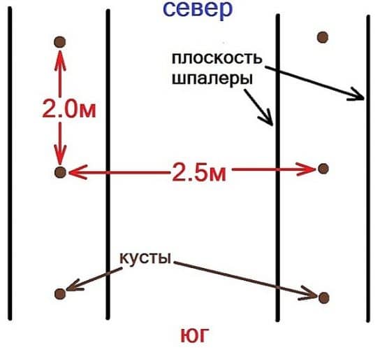 схема посадки винограда