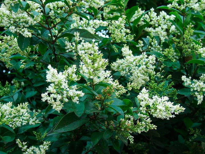 Бирючина овальнолистная (Ligustrum ovalifolium)