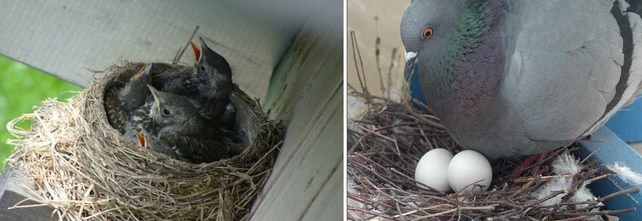 гнездо голубей на балконе