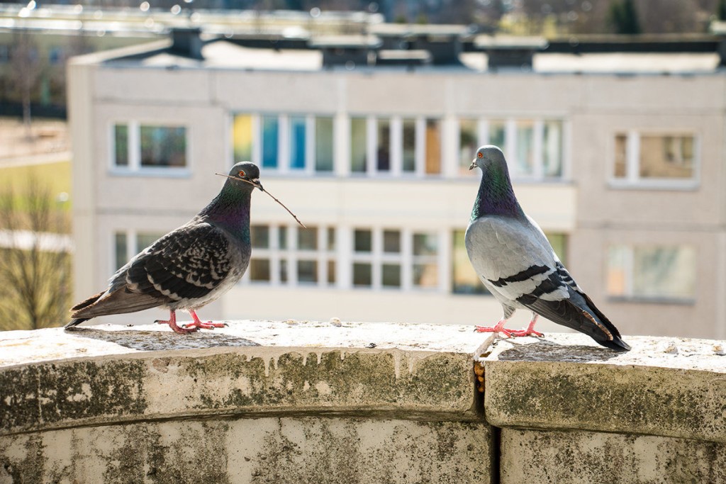 голуби на балконе фото