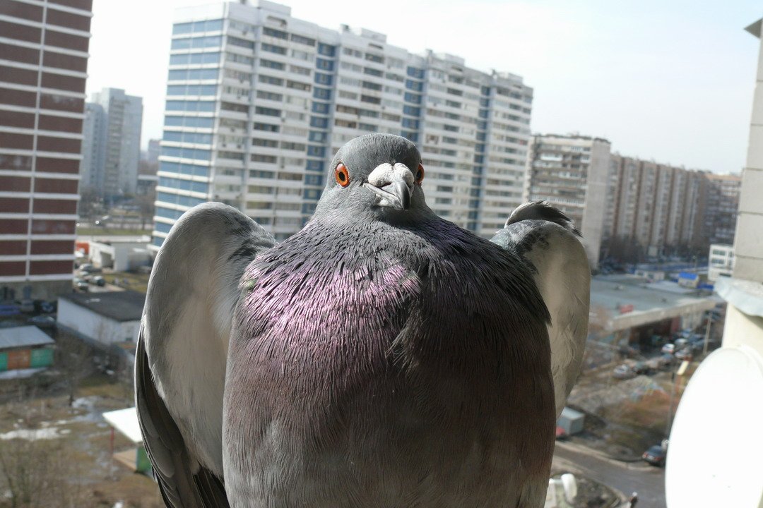 голуби на балконе
