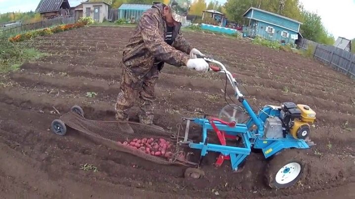 Выбор и эксплуатация картофелекопалок для мотоблока