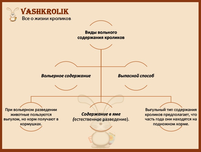 Напольное содержание кроликов