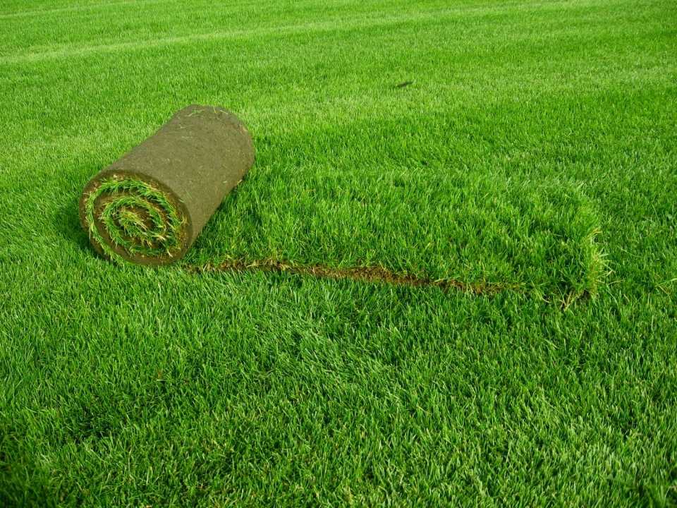 Искусственный газон в рулонах – выбор и особенности укладки